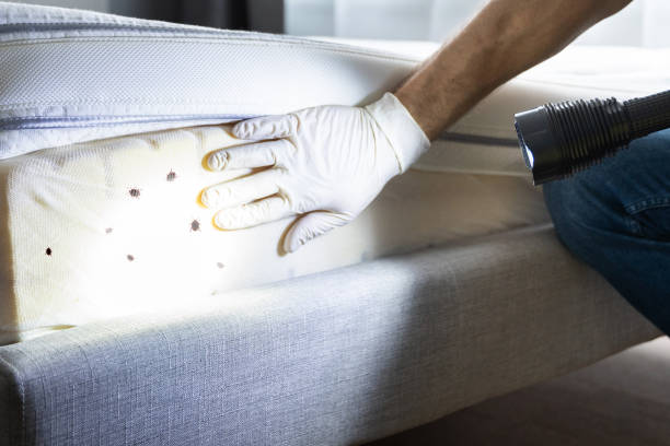 Best Flea Control Services  in Monahans, TX