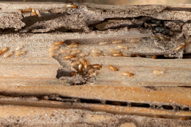 Best Local Pest Control Services  in Monahans, TX